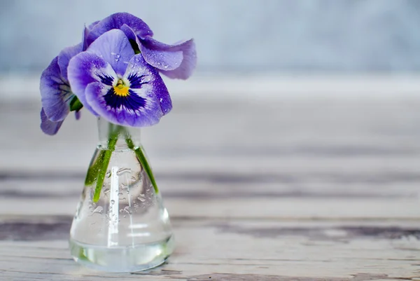 Beautiful spring violet pansy flowers — Stock Photo, Image