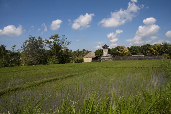 Farmhouse and rice fields, Bali — Stock Photo, Image
