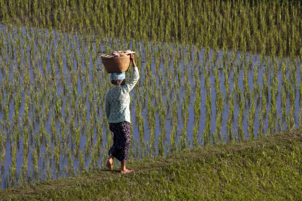 Mujer en el campo de arroz —  Fotos de Stock