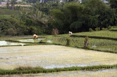 pirinç tarlaları, bali işçi