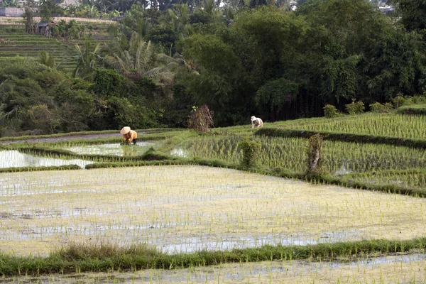 Trabajadores en los campos de arroz, Bali —  Fotos de Stock