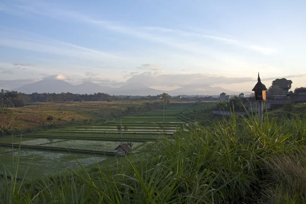 Ricefields of Bali — Stock Photo, Image