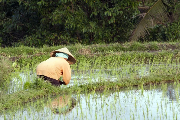 Γυναίκα που εργάζεται σε ρύζι πεδίο, Μπαλί, Ινδονησία — Φωτογραφία Αρχείου