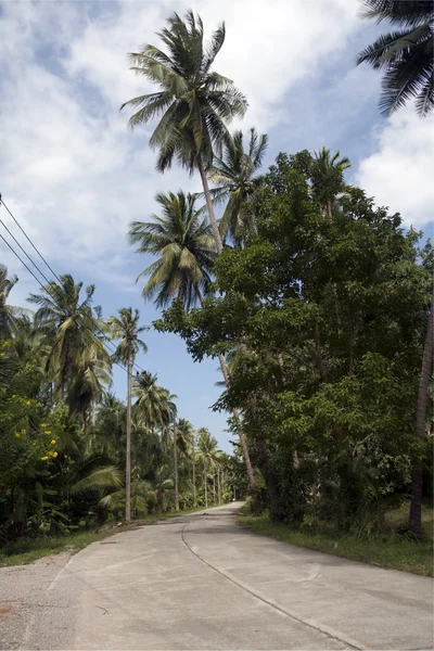 Stock image Road through coconut plantation, Tap Sakae, Thailand