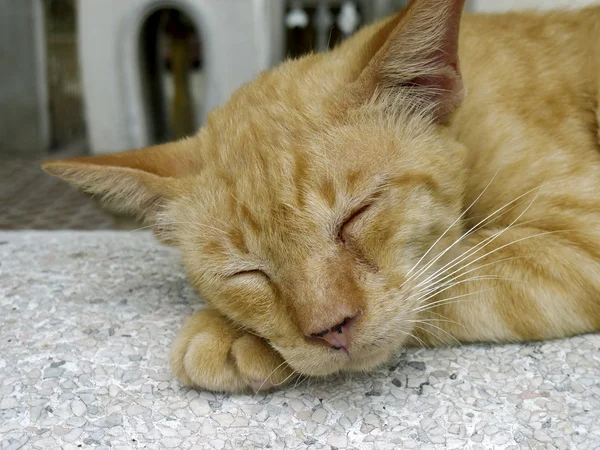 Stock image Sleeping Cat