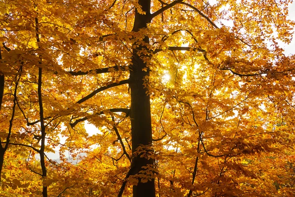 stock image Autumn scene golden tree