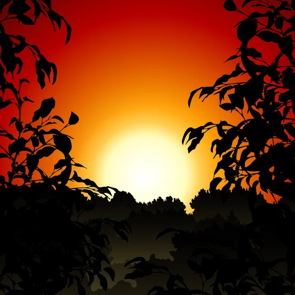 Ηλιοβασίλεμα στη ζούγκλα — Διανυσματικό Αρχείο