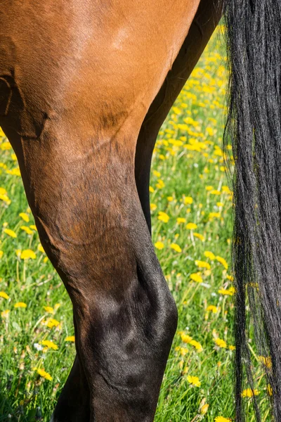 Лошадиные ноги — стоковое фото