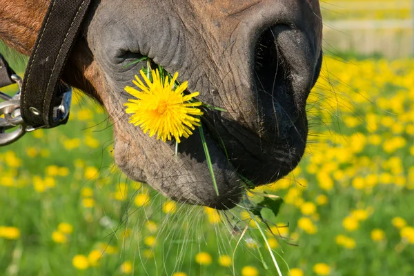 Paardebloem in de mond — Stockfoto