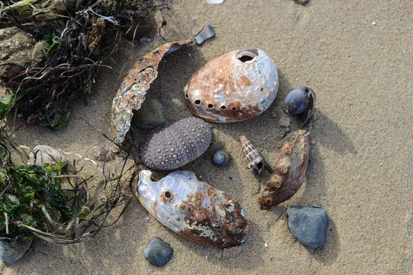 Mosselen op het strand — Stockfoto
