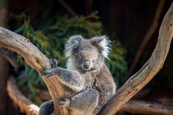 Oso Koala en el árbol — Foto de Stock