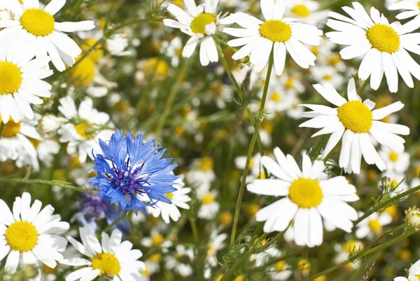 stock image Cornflowers