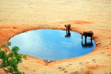 An elephant in the water hole clipart