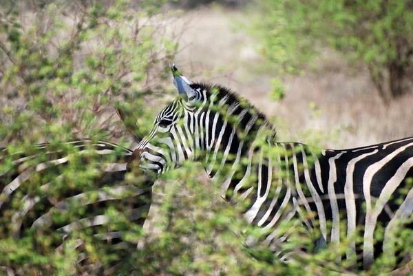Zebra atrás de arbustos — Fotografia de Stock