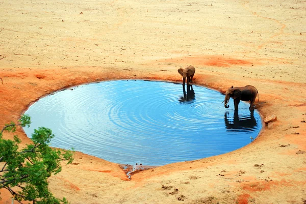 Un elefante nella pozza d'acqua — Foto Stock