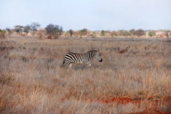 Zebra in grass — Stock Photo, Image