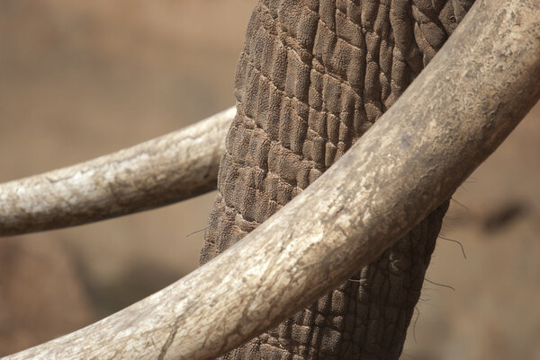 Trunk with tusks