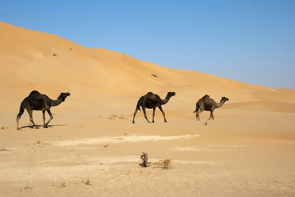 stock image Camel in Desert