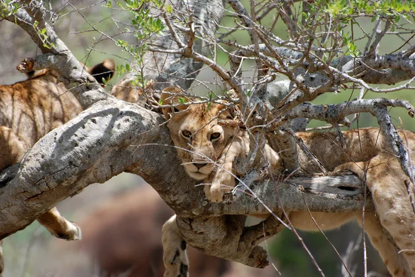 Lion on Tree — Fotografie, imagine de stoc