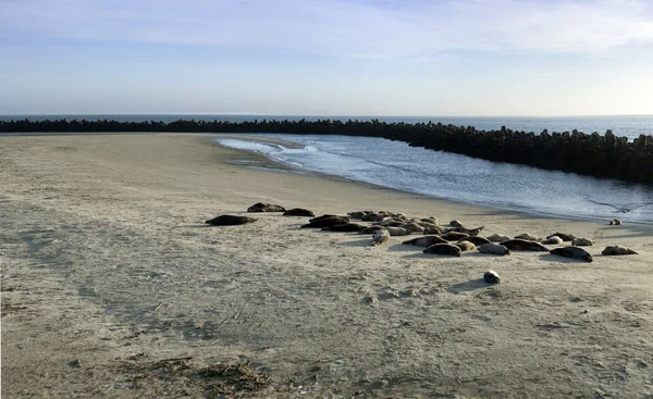 Una horda de focas — Foto de Stock