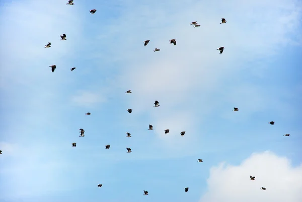 stock image Birds in the Sky