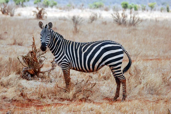 Zebra em kenia — Fotografia de Stock