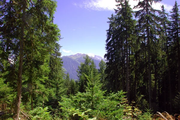 stock image Mountain wood