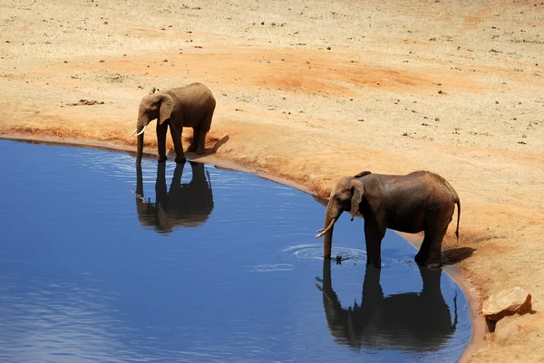Elefants — Stock Photo, Image