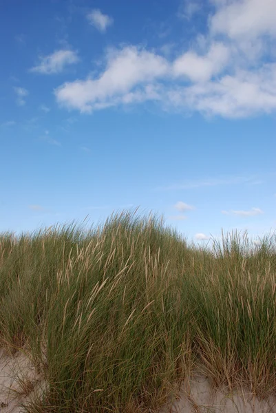 Пляж трави — стокове фото