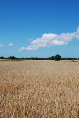 Wheatfield