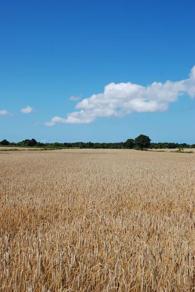 stock image Wheatfield