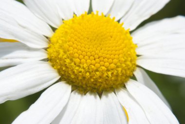 papatya çiçeği