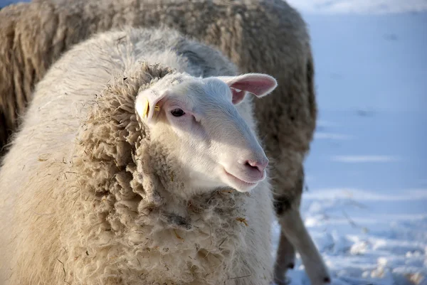 Kışın koyun — Stok fotoğraf