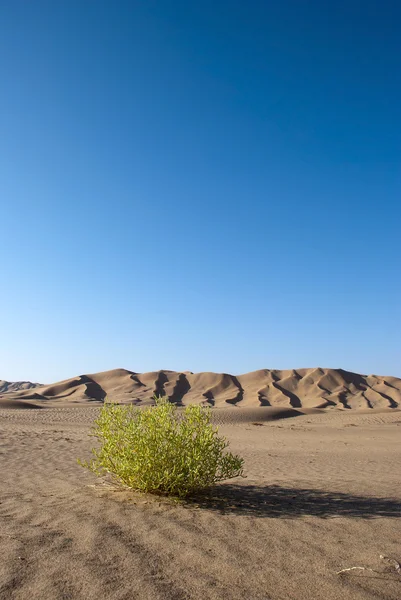 Grün in der Wüste — Stockfoto