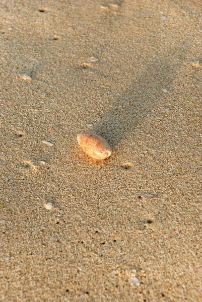 Slakken op het strand — Stockfoto