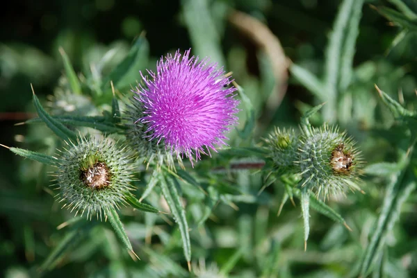 Distel — Stockfoto