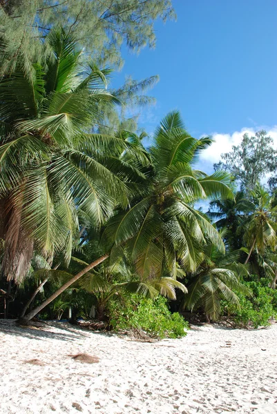 Palmen op strand — Stockfoto