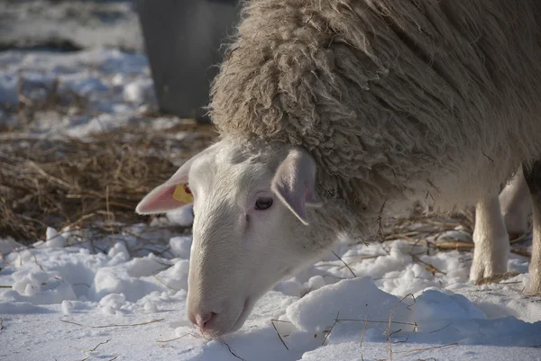 Sheep in Winter — Stock Photo, Image