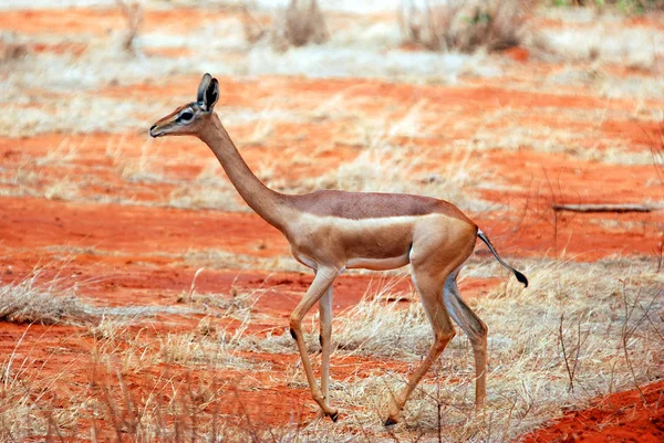 Antelope — Stock Photo, Image