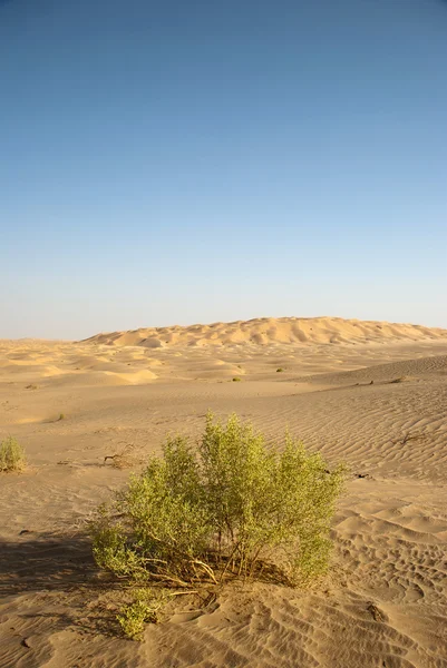 Пустыня с зеленым — стоковое фото