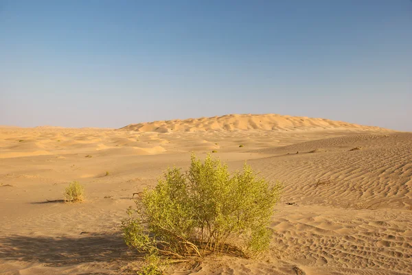 stock image Desert with green