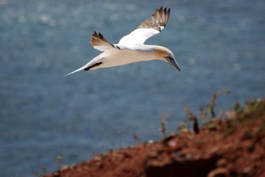 Gannet