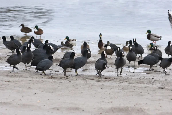 stock image Many coots