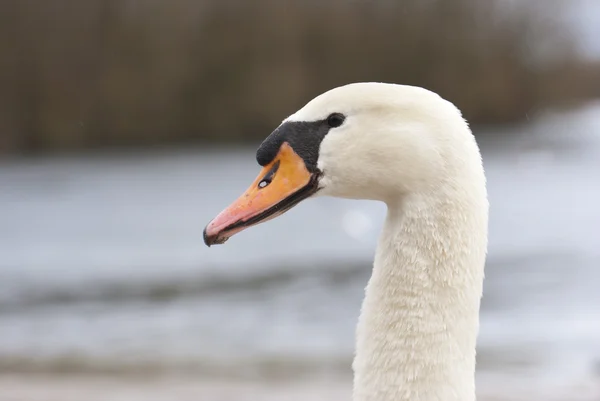 stock image A white swan