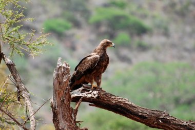 Afrika kartal