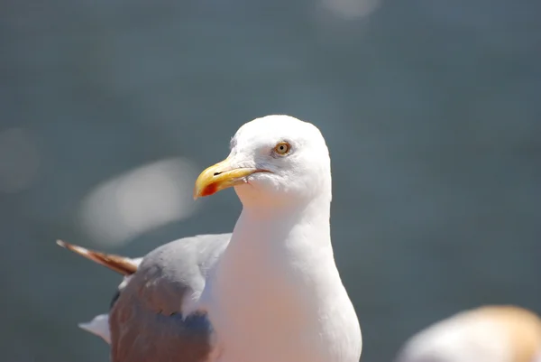 ホワイト ・ ガル — ストック写真