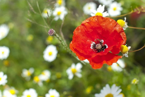 stock image Poppy blossom