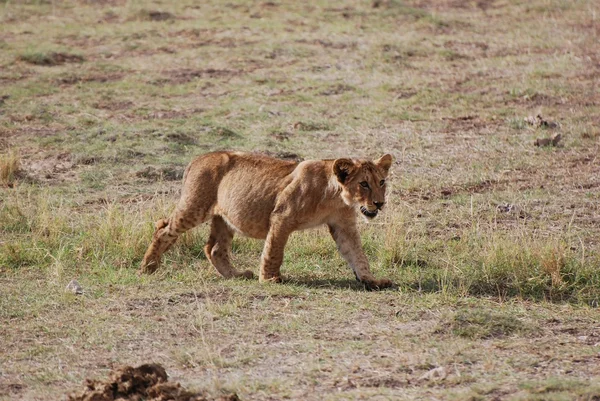 Genç aslan — Stok fotoğraf