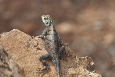 taş göremiyorsa