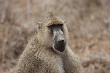 Maymun (Papio cynocephalus)